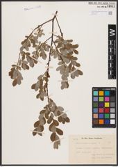 Foto von Salix aurita L. x Salix repens L.
